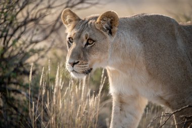 Afrika 'nın güneyindeki Kruger parkında aslan var.