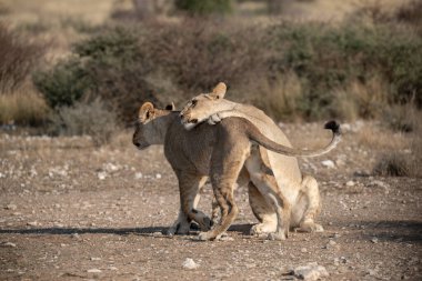 İki yavrusu olan dişi bir aslan yavrusu.