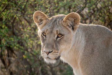 Afrika 'nın güneyindeki Kruger parkında bir aslana yaklaş.