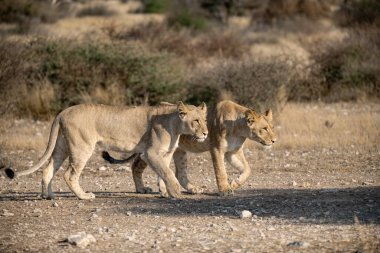 Aslan yavrusu kuru çimenlerde yürüyor.