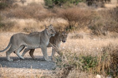 Dişi aslan namibya 'da savanda yürüyor.