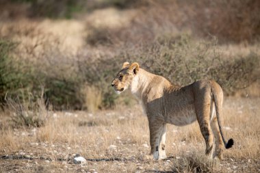 Etoşa Milli Parkı 'ndaki aslan.
