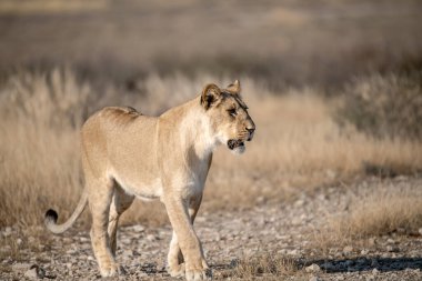 Yolda yürürken bir dişi aslan