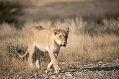 Aslan etkin ulusal park, Namibya