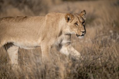 Lilion Güney Afrika 'daki Kruger Park' ında..