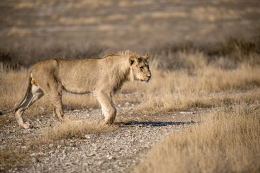 Aslan etkin Milli Parkı'nda