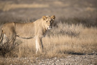 Kruger Ulusal Parkı 'ndaki aslan.