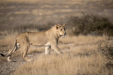 Güney Afrika 'daki Kruger Ulusal Parkı' nda aslan var.