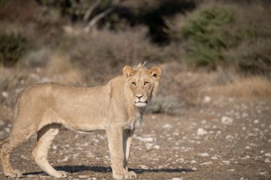 Afrika 'daki vahşi aslanlar