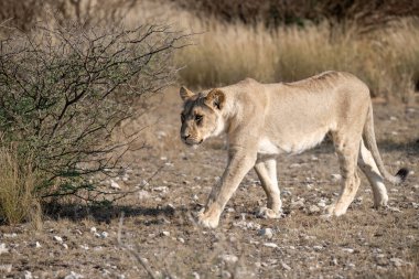 Aslan etkin Milli Parkı'nda