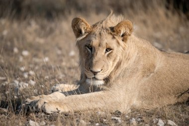 Botswana, Afrika 'nın ulusal parkında çimlerde bir aslan.