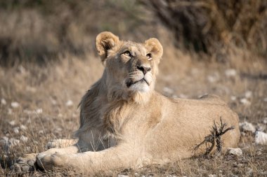 Parktaki kuru çimlerde yatan beyaz bir aslanın yakın plan fotoğrafı.