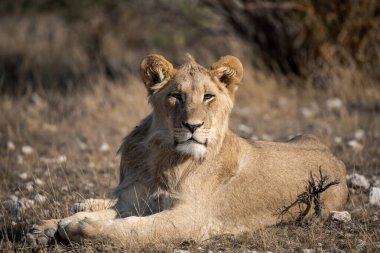 lioness lying in grass, close up.