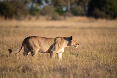 Afrika 'daki ulusal parkta çimenlerde yürüyen dişi aslan.