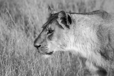 Güney Afrika 'daki Kruger Ulusal Parkı' nda aslan var..