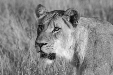 Vahşi Afrika 'daki aslan.