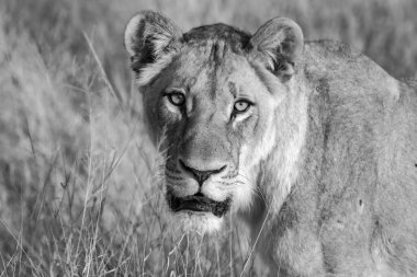 Kruger Park, Güney Afrika 'daki çimlerde erkek aslan portresi