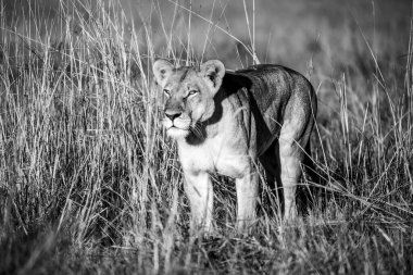 Çimenlerde yürüyen bir erkek aslanın siyah beyaz fotoğrafı.