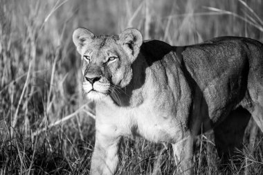 Kenya savanındaki aslan