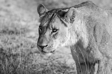 Güney Afrika 'daki Kruger Ulusal Parkı' nda aslan var.