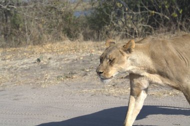 Aslan savanada yürüyor
