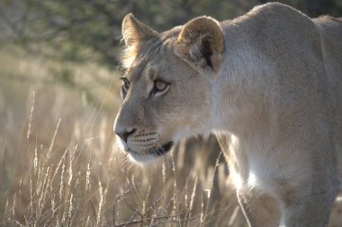 Çimlerde dişi bir aslan