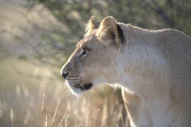 Kenya savanındaki aslan