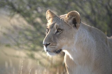 Vahşi doğada dişi aslan.