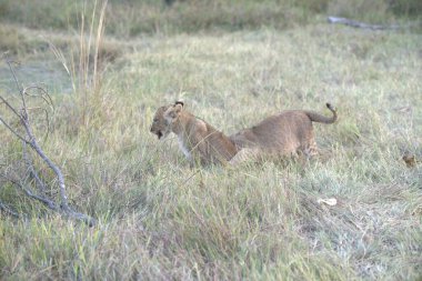 Vahşi aslan, hayvan.