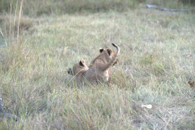 Genç aslan çimenlerde oynuyor.