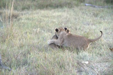 Aslan yavrusu doğada