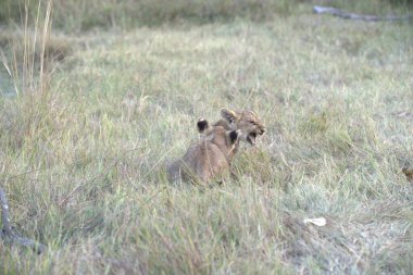 Savanadaki vahşi aslanlar