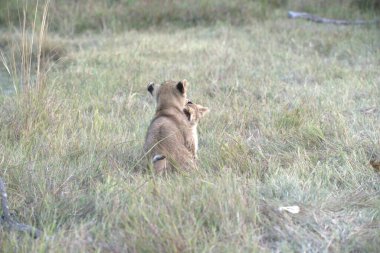Genç Aslan Kruger Ulusal Parkı, Güney Afrika