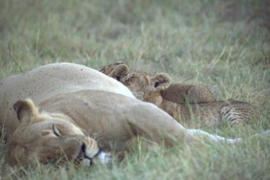 Gündüz vakti güneşin altında çimlerin üzerinde yatan bir aslanın yakın çekimi.