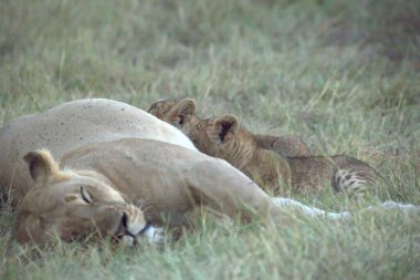 Afrika, Kenya savanındaki aslan ailesi.
