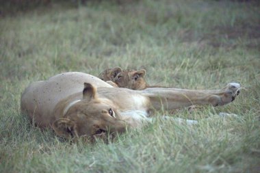 Savanada genç bir aslan
