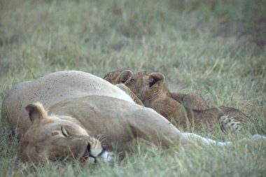 Afrika 'nın bozkırındaki aslan