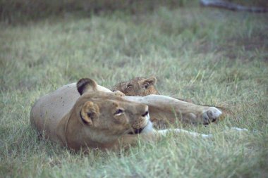 Aslan çimenlerde uzanıyor.