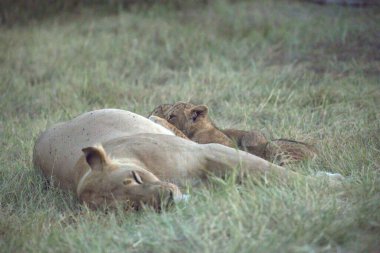 Hayvanat bahçesindeki aslanlar