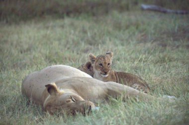 a lion cub with cub