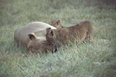 Aslan yavrusu çimlerde