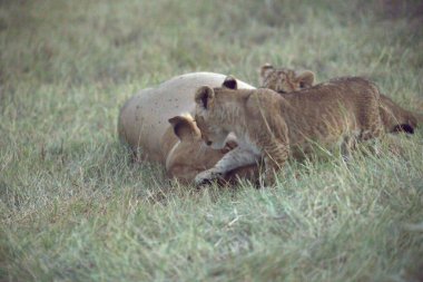 Vahşi aslan yavrusu anne ve bebeğiyle birlikte savanada.