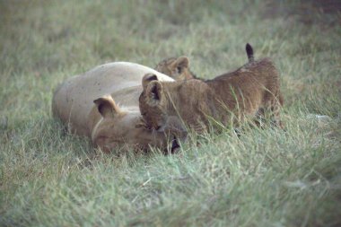 Vahşi aslan, hayvan.