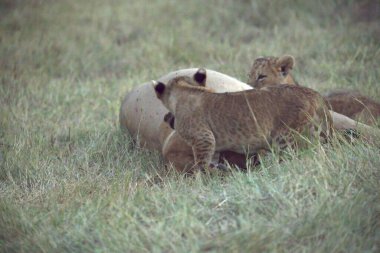 Dişi aslan yavrusu annesiyle oynuyor.