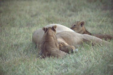 Çimlerdeki aslanlar. Kenya, Afrika