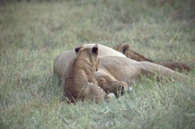 Genç bir aslan yavrusu gündüz vakti çimlerin üzerinde yatıyor.