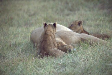 Kenya savanındaki aslan