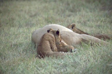 Otların arasında oynayan aslan yavrusu