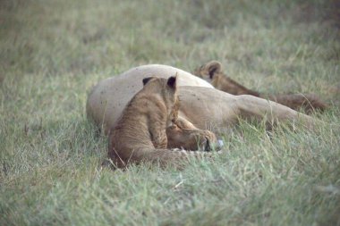 Ulusal parkta aslanlar