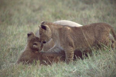 Savanada oynayan aslan yavrusu.